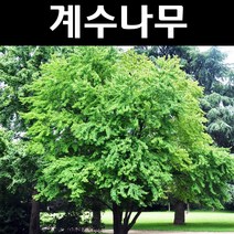 계수나무 실생2년(뿌리) 5개/나무 묘목/활엽수/정원용