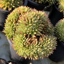 [올식스] 곰마리아철화 금종자 다육식물 다육이 플랜테리어 공기정화식물 개업화분