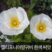 캘리포니아 양귀비씨앗 양귀비 씨앗 화이트 (100알), 1개