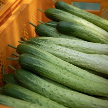 국내산 싱싱한 다다기오이 2kg 백다다기 백오이 상품 특품 산지직송, 다다기오이 상품 2kg