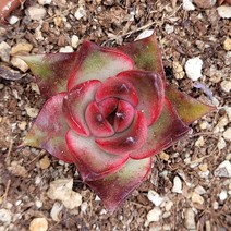 꽃다리 환엽시그니쳐 41 다육식물 다육이 아이만배송