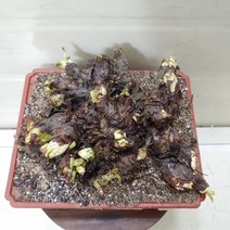 [성심] 돌단풍(야생)349