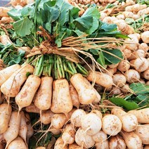 싱싱하고 맛있는 황토 알타리무 1단