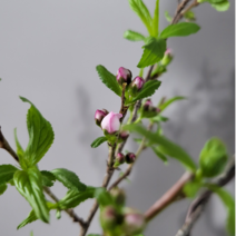 이스라지(산앵두)