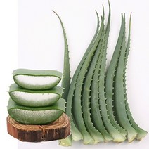생 알로에 아보레센스 3kg, 1개, 없음