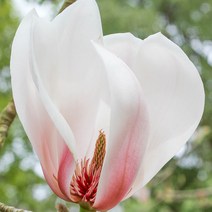 [충북농원] 명품목련 목련나무 묘목 - 블랙튤립, 단품