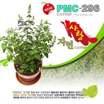 프리미엄 골드라벨고양이 캣닙 키우기 화분재배세트 냥이활력 헤어볼 추천 품질 좋은 제품, 본상품선택