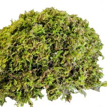 이끼탑 자연산 천연 생이끼 200g 4.8kg 인삼 산삼 장뇌삼 산양삼 더덕 포장이끼 스칸디아모스 화분 테라리움 분재 분경