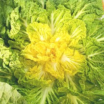 국내산 봄동 봄동배추 겉절이 1kg 3kg 10kg, 1개