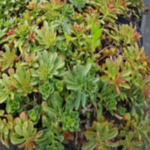 (b소망) 애기기린초모종(포트) 10개