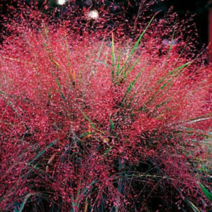 러브그라스-묘종 8cm포트(3개묶음) 노지월동다년초 [꽃심야생화]