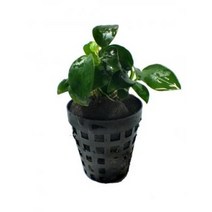 아누비아스 스몰나나(콩나나) 1포트 / 음성 활착수초 은신처 초보자수초 새우어항