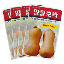 아람 땅콩호박씨앗10립, 1개