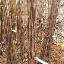 태추단감 묘목 1주, 쿠팡뚱땅 본상품선택