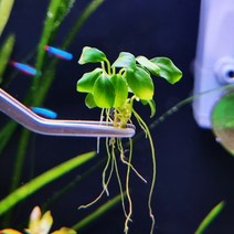 아쿠아마켓 아누비아스 나나 펫티드 콩나나 1벌브 수중잎