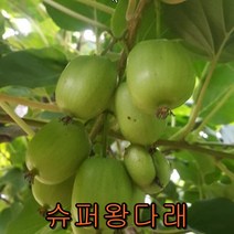 슈퍼왕다래 삽목2년포트묘/나무 묘목