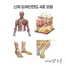 아이샵오픈 신체단면 입체단면도 4종모음 입체단면도 피부단면도 발단면도 모발단면도 병원 관리샵 - 한국, 옵션01.인체근육입체단면도