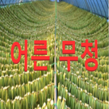 (성실농원)강원도 시래기 어른무청(1kg) 농장직송, 쿠팡전용
