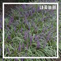 내꽃농원 무늬맥문동 포트(전국상록노지월동) 3주 묶음