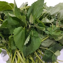 일등야채 국내산 방아500g, 1봉, 500g