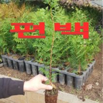 (NY소망)편백묘목(실생3년생 약50센치)5그루