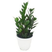 도도팜 아이비 나무 스킨답서스 행운목 개운죽 풍란 행운목 테이블야자 호야 몬스테라 산호수 율마 천냥금 오렌지자스민 수퍼바 산세베리아 금전수 스파트필럼 스투키 문샤인 남천 고무나무, 44. 금전수 (중소) 1개