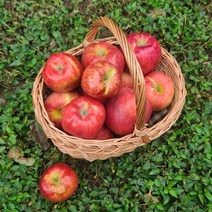 [별담농]아침이슬사과 23년 햇 가을사과 홍로 요까 시나노 감홍 양광, 5kg, 중과(19-22과)