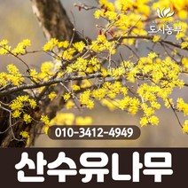 산수유나무/R2~R3/개화주/1등묘/산수유/꽃/열매/나무/묘목/산수유묘목/조경수/도시농부, R2~R3/개화주