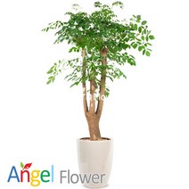 솔레이롤리아 키큰식물 대형 인공식물 거북이나무 몬스테라 열대식물 50cm 화분불포함, White Side
