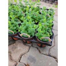 10개 식물도매 대량구매 허브 애플민트 소품 10-20cm 25