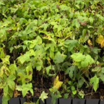 (GJ)가시없는 민엄나무묘목(음나무)(2리터 화분)1그루