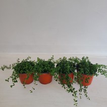 섬백리향 4개묶음 공기정화식물 온누리농원, 4개