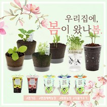 미니화분 식물키우기 (강낭콩 상추 새싹채소 방울토마토 외), 유채
