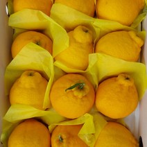 [제주직송} 제주 한라봉 제주도 제철 2kg 3kg 5kg 선물용 가정용, 3kg 가정용_중소_13과 내외, 1개
