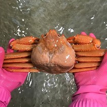 자연맛남 [울진홍게] 먼 바다조업 울진 후포 박달홍게 2kg(생물/5-6마리)