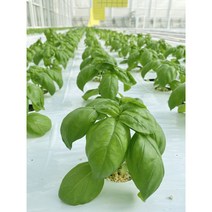 바질 국내산 스위트바질 500g 생잎 당일수확 식용허브 바질페스토 스위트바질 대용량