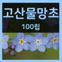 꽃씨몰 꽃씨 봄 파종 여름꽃씨 가을 노지월동 다년생 야생화 양귀비 종자 꽃씨앗, 11.고산물망초 100립(1~2년생)