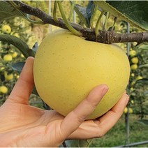 홍옥9~10kg.(흠과/쥬스용) 세콤달콤홍옥사과, 시나노골드5kg.황금사과.(가정용, 1개