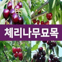 [나무의모든것] 다양한 체리나무묘목 상묘 판매중, 일출체리묘목 상묘