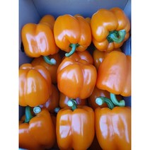 가락시장 직송 면역력 높이는주황 파프리카 1 kg