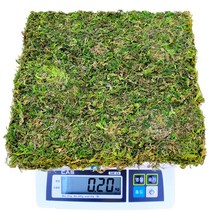 이끼탑 자연산 천연 생이끼 200g 4.8kg 인삼 산삼 장뇌삼 산양삼 더덕 포장이끼 테라리움 모스 분재 분경