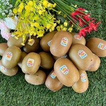 [맛나과일] 제스프리 썬 골드키위 로얄대과/점보사이즈 10과 15과, 점보대과 10과