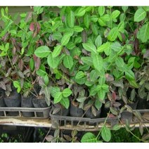 상록성 지피식물 줄사철(노박덩굴과), 은테줄사철(전국상록노지월동) / 15주