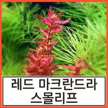 수초하우스) 레드 마크란드라 스몰리프, 3줄기