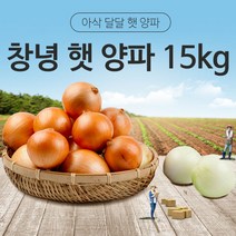[동이농산] 22년 국내산 창녕 햇 저장 양파 사이즈-중(당구공크기)15kg