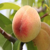 복숭아[백도] 결실주 4년생 (경봉) 1주