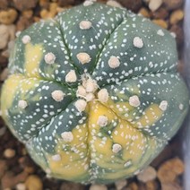 Astrophytum asterias variegata 최상급슈퍼투구선인장 7각