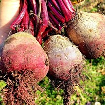 아삭한 햇비트 국내산 제주 비트 레드비트 2kg 3kg 5kg 10kg, 햇 비트 3kg