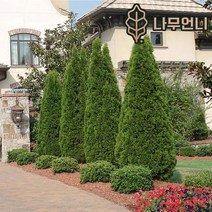 에메랄드그린 나무언니, 에메랄드그린 키100cm 분묘