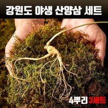 자연산 산양삼 산삼 6년근 국내산100%강원도 횡성 야생 산양산삼 4뿌리 사포닌 진세노사이드 수용성비타민 아미노산 무기질 면역력 효능 보약 효삼 고급 선물세트 인삼/수삼/장뇌삼, 3개, 5~6년근 1박스